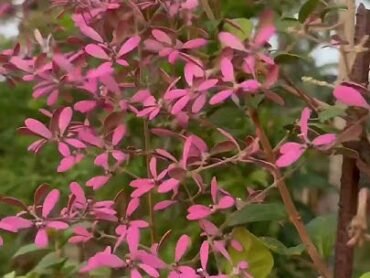 Petrea Pink