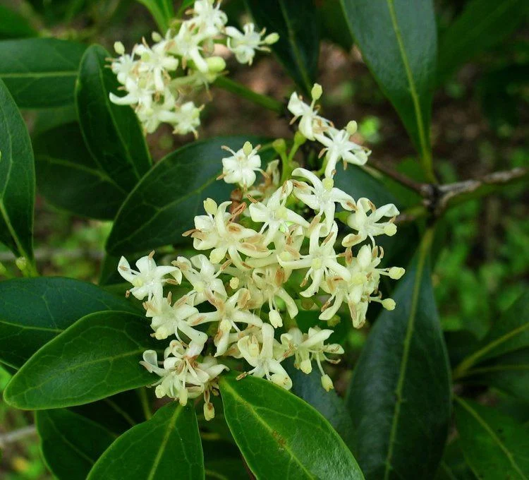 Manimulla