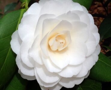 white camellia5 white camellia5