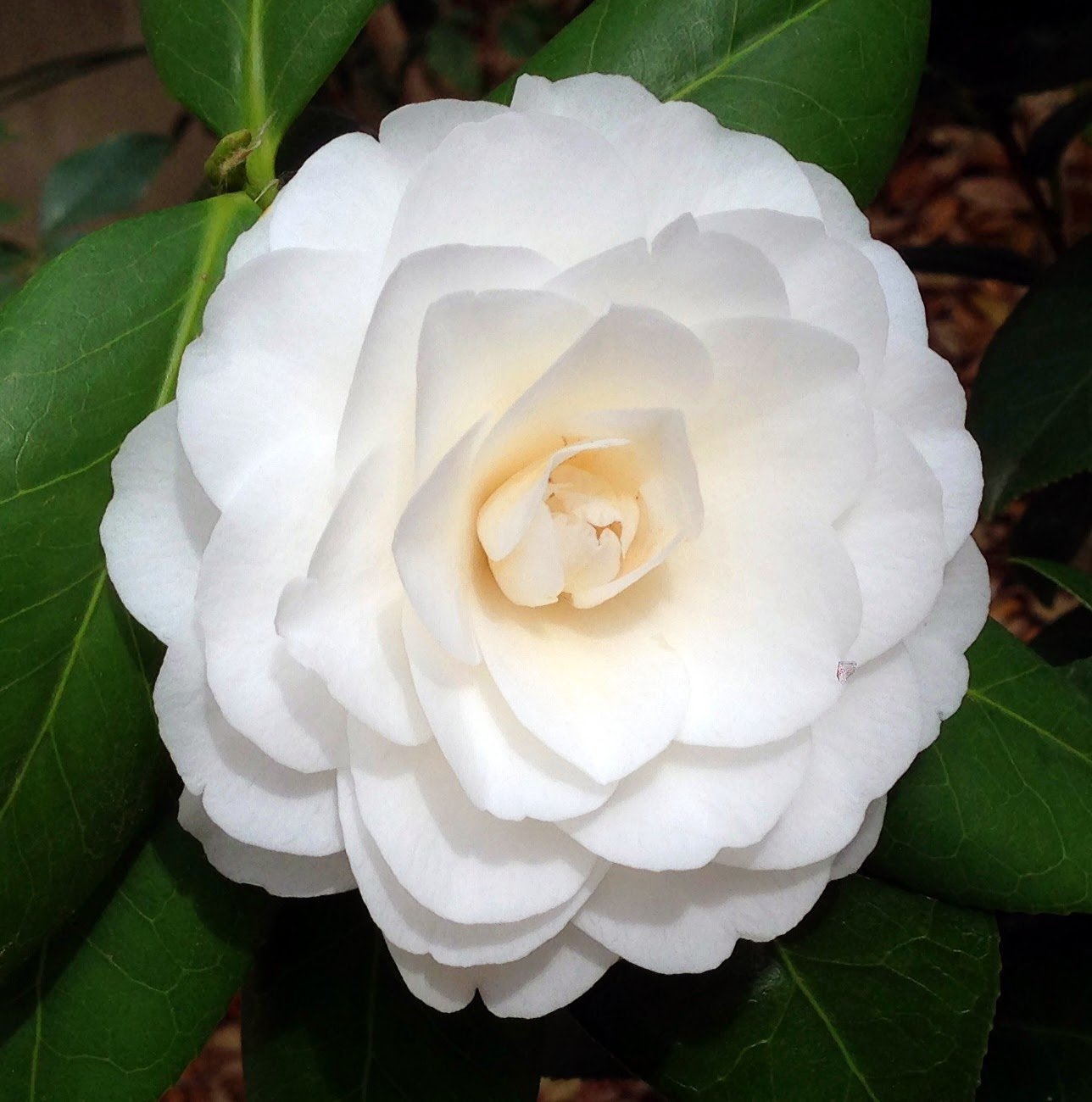 Camellia White