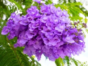 Jacaranda