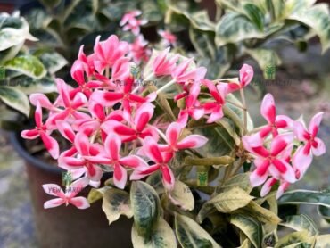 Variegated Star Ixora