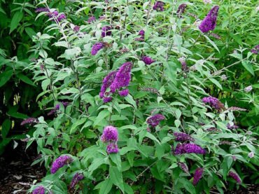 Butterfly Bush Purple