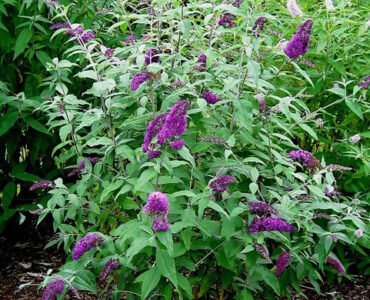 600x480-Buddleja_davidii_Fascination