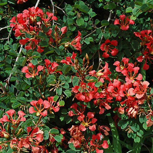 Bauhinia Galpinii