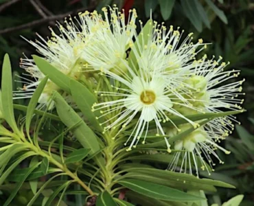 BloomfieldPenda_RosidaWhite_XanthostemonVerticillatus_FloweringLivePlant-Seed2Plant-2