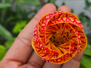 Abutilon pictum