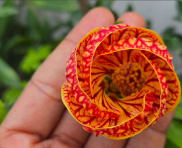 Flowering-Maple