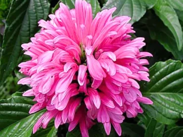 Pink Jacobina