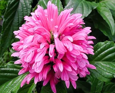 Jacobinia_Pink_Plant_2
