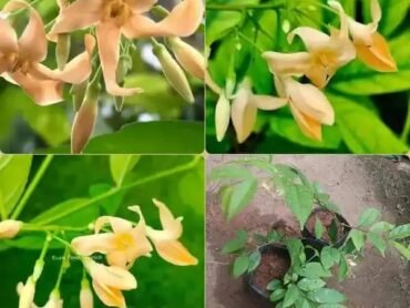 Water Jasmine Orange