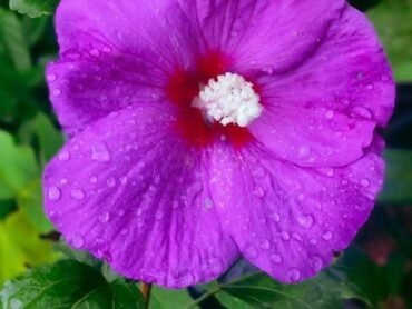 Violet Hibiscus