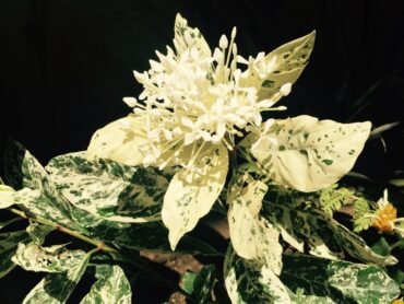 White Verigated Ixora