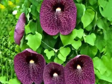 Aristolochia