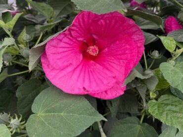 Rose Mallow
