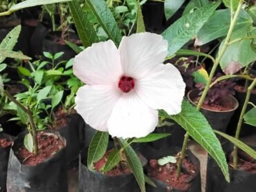 Australian Native Rosella Hibiscus
