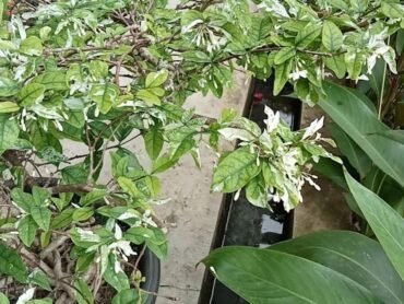 Variegated Water Jasmine