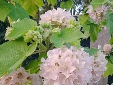 Pink Ball Dombeya