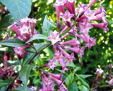 cestrum-elegans